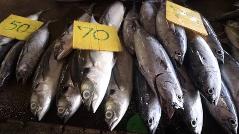 Fish market Stock-Footage 123677501