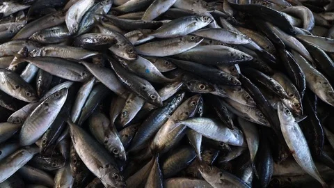 Fish market Stock Footage 123688208