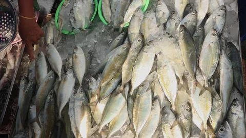 Fish market Stock Footage 128337099