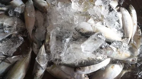 Fish market Stock Footage 130540447