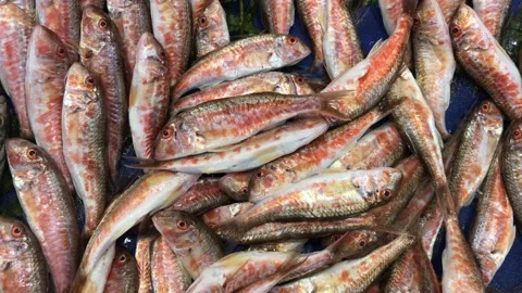 Fish market Stock Footage 146100106