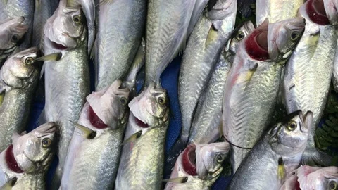 Fish market Stock Footage 146100181