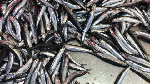 Fish market Stock Footage 146100320