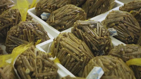 Fish market Grooved Razor Shell 06 Stock Footage 54360616