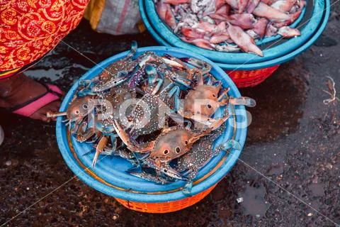 Fish market in Mumbai Stock Photos