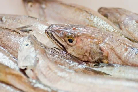 Fish in a market Stock Photos