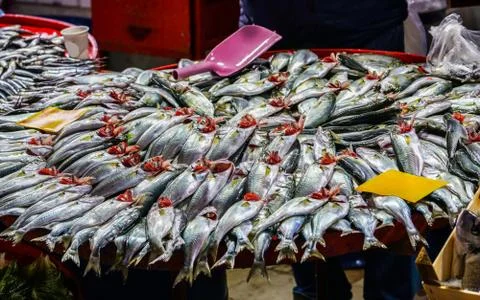 Fish in the market. Stock Photos