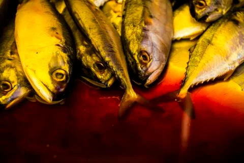 Fish at a market Stock Photos
