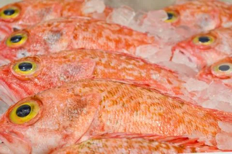 Fish market Stock Photos