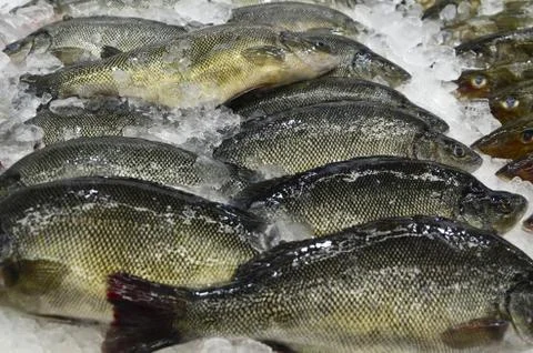 Fish market Stock Photos