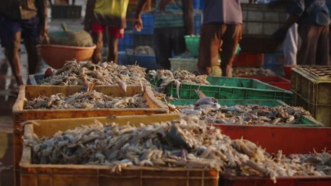 Fish Market Scene A vibrant display of fresh seafood baskets showcasing local Vidéo 303890153