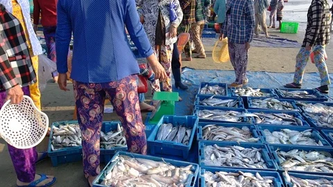 Fish market session seas scene Stock Footage 111452976