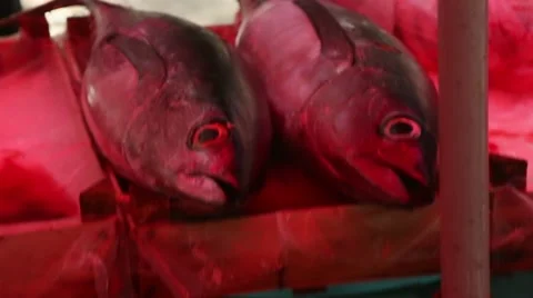 Fish market, Sicily Stock Footage 48702210