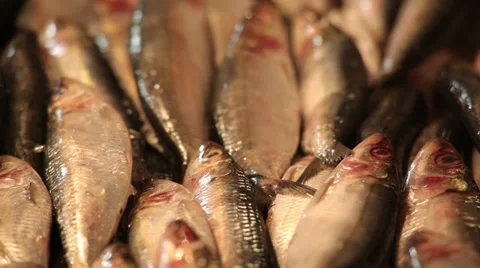 Fish market. Textures 库存影片 37784007