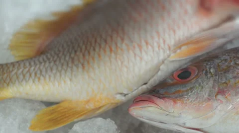 Fish Market Three Red Fish Dolly Stock Footage 33701418
