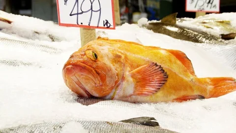 Fish in Market Tracking Shot Видео 86562729