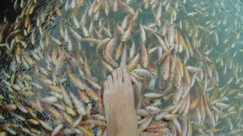 Fish Massage Stock Footage 48438333