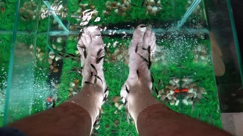Fish Massage Stock Footage 129872651