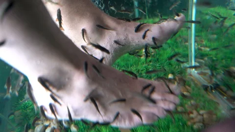 Fish Massage Stock Footage 129872733