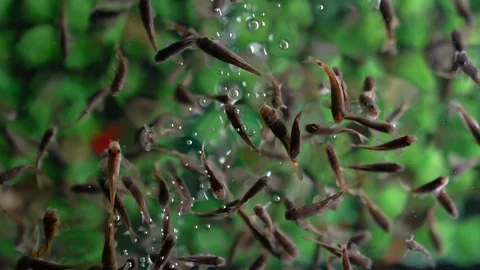 Fish Massage Stock Footage 129874017