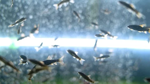 Fish Massage Stock Footage 129874132