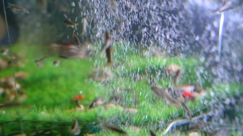 Fish Massage Stock Footage 129874627