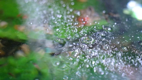 Fish Massage Stock Footage 129874662