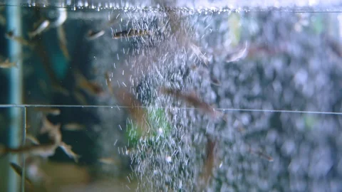 Fish Massage Stock Footage 129874741