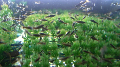 Fish Massage Stock Footage 129875860