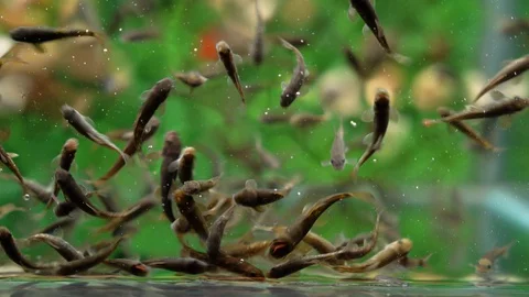 Fish Massage Stock Footage 129875952
