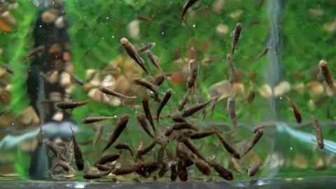 Fish Massage Stock Footage 129876010