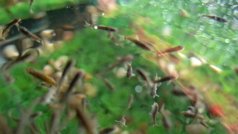 Fish Massage Stock Footage 129876719