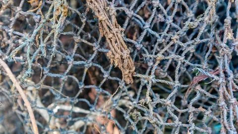 Fish mesh texture as background Stock Photos