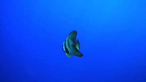 Fish Micronesia Video stock 325733500