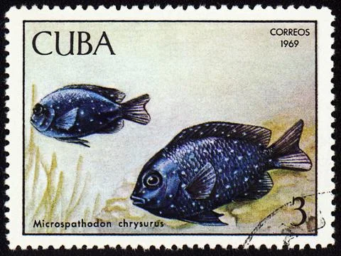 Fish Microspathodon chrysurus on post stamp Stock Photos