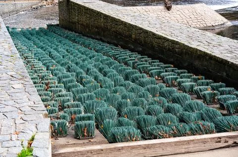 Fish migration brushes on the weir, designed to help fish swim upstream. Th.. Stock Photos