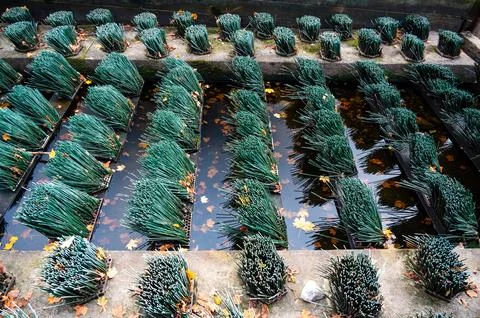 Fish migration brushes on the weir, designed to help fish swim upstream. Th.. Stock-Fotos