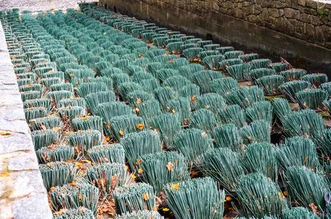 Fish migration brushes on the weir, designed to help fish swim upstream. Th.. Stock-Fotos