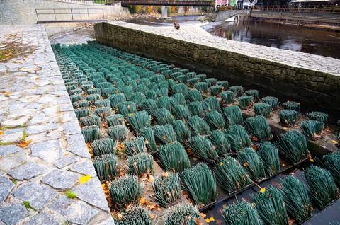 Fish migration brushes on the weir, designed to help fish swim upstream. Th.. Stock-Fotos