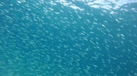 Fish: Millions of Small Fish Stock Footage 10963536