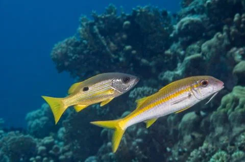 Fish mimicry Stock Photos