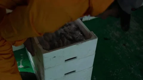 Fish monger moves and stacks crates full of fish preparing for transport Stock Footage 237050386