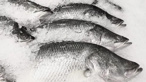 Fish monocchrome Stock Footage 339259367