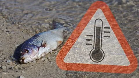 Fish mortality through too warm water Stock Photos