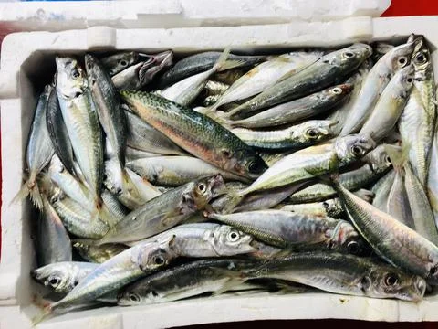 Fish is the most consumed meat type during the winter months Stock Photos