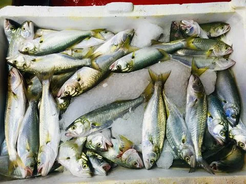 Fish is the most consumed meat type during the winter months Stock Photos