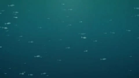 Fish Motion Background  Stock Footage 345590290