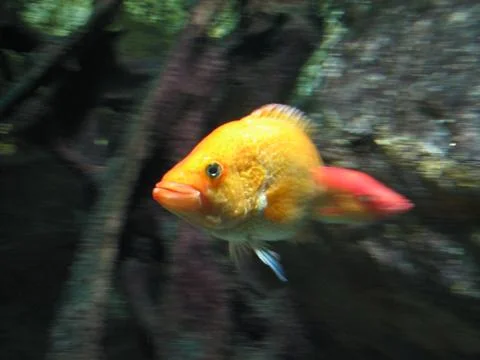 Fish in Motion Stock Photos