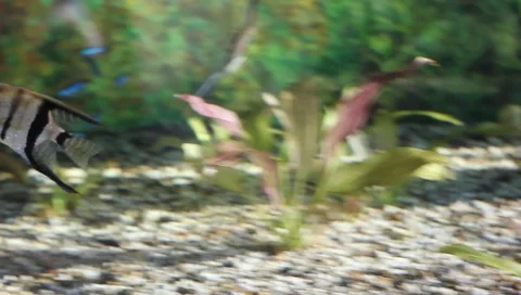 Fish in motion Pterophyllum scalare Vídeo Stock 94582691