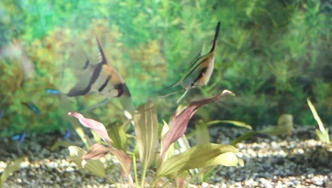 Fish in motion Pterophyllum scalare Vídeo Stock 94914623
